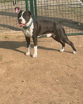 Amstaff con pedigree disponibile per monta
