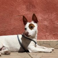 Accoppiamento Jack Russell