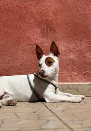 Accoppiamento Jack Russell