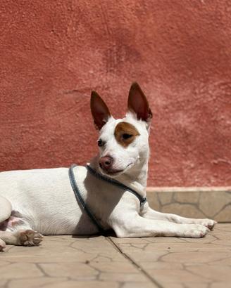 Accoppiamento Jack Russell