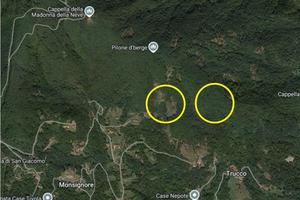 Terreno boschivo con legna da ardere