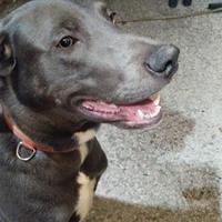 Vediamo cucciolo Weimaraner