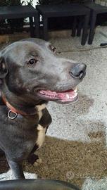 Vediamo cucciolo Weimaraner