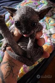 Cuccioli di gatto Sphynx