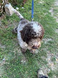 Lagotto romagnolo
