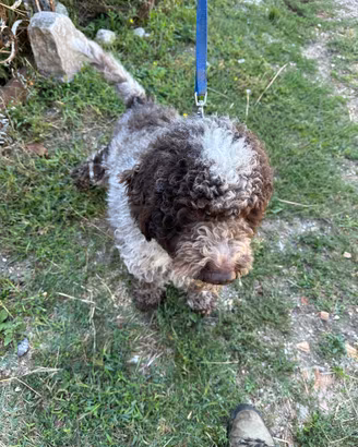 Lagotto romagnolo