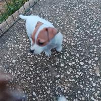 Cucciola di jack Russel