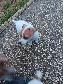 Cucciola di jack Russel