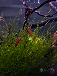 Caridine red cherry/sakura red