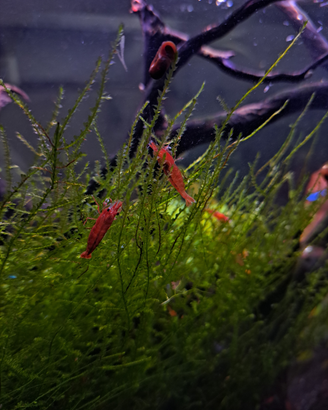 Caridine red cherry/sakura red