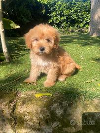Maschietto di Maltipoo