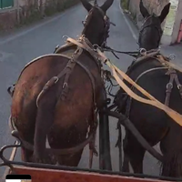 Muli