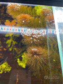 Myriophyllum tuberculatum 'Red' - pianta per acqua