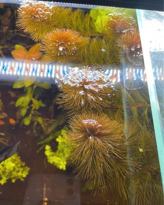 Myriophyllum tuberculatum 'Red' - pianta per acqua