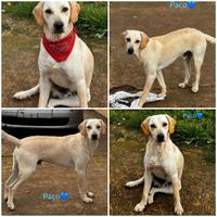 Cucciolone maschio taglia media