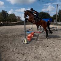 Cavallo Spagnolo 15 anni