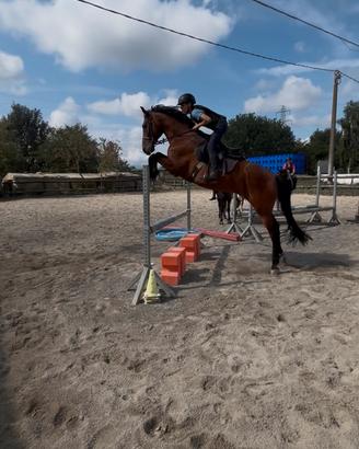 Cavallo Spagnolo 15 anni