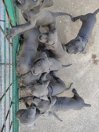 Cuccioli di cane corso