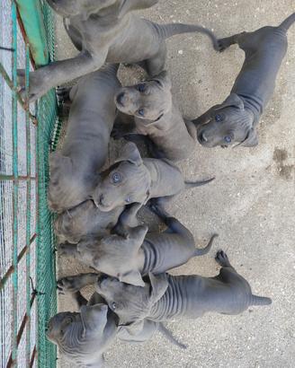 Cuccioli di cane corso