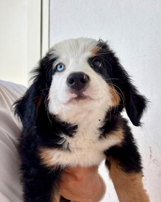Cuccioli di Bovaro del Bernese
