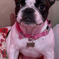 Cucciola di bulldog francese