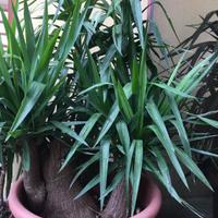 Tronchetto della felicita