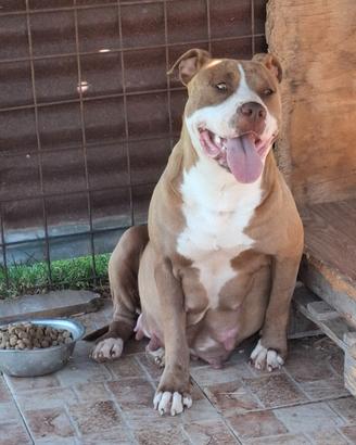 Pitbull