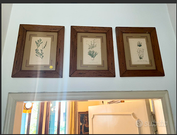 PREZIOStrisINCISIONI"BOTANICA"incorniciateXVIIIsec