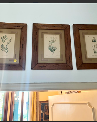 PREZIOStrisINCISIONI"BOTANICA"incorniciateXVIIIsec