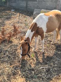 Pony