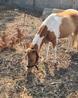 Pony
