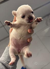 Chihuahua toy