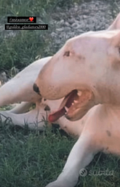 Cucciolo di bull terrier