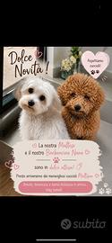 Cuccioli di maltipoo