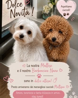 Cuccioli di maltipoo
