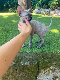 Femmina di gatto Sphynx