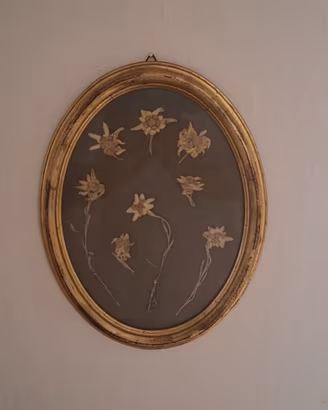 Quadro composizione di fiori di stella alpina
