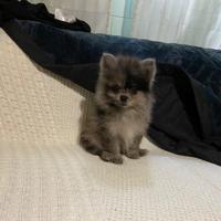 Spitz Pomerania Blue Merl