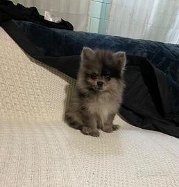 Spitz Pomerania Blue Merl