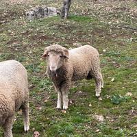 Montone sopravvisana