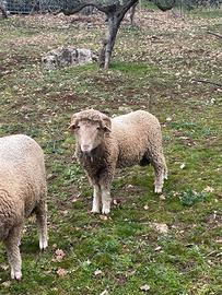 Montone sopravvisana