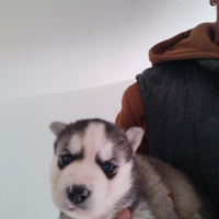 Cuccioli siberian husky