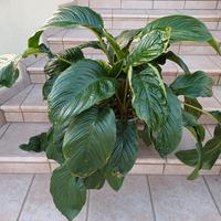 Tacca Chantriri Orchidea Pipistrello 