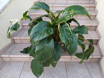 Tacca Chantriri Orchidea Pipistrello 
