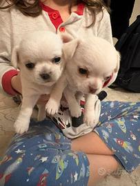 Cuccioli di Chihuahua bianchi disponibili