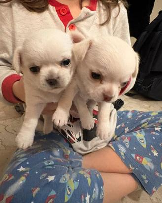 Cuccioli di Chihuahua bianchi disponibili