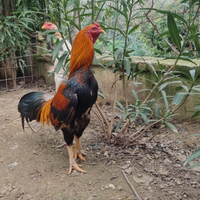 Gallo combattente