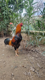 Gallo combattente