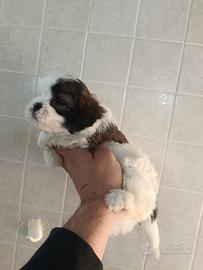 Cuccioli di maltipoo Toy