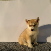 Siberiana Husky con Pedigree
